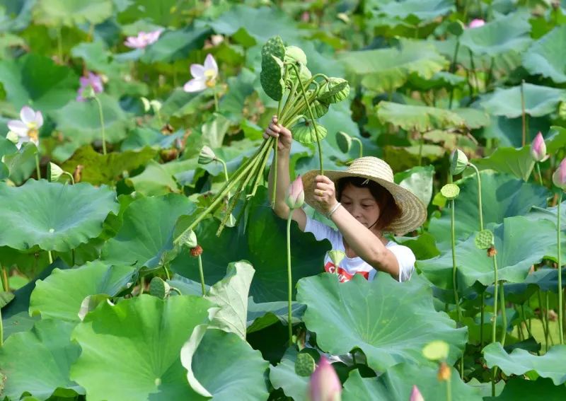 廣東省蓮蓬,廣東省蓮蓬，自然之美與人文之韻的交融