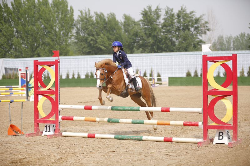 2o24澳門正版精準資料49馬,關于澳門正版精準資料與馬術運動的發展，一個探討與挑戰的旅程