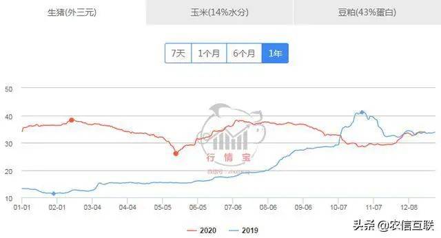 今日最新豬價,今日最新豬價分析與展望