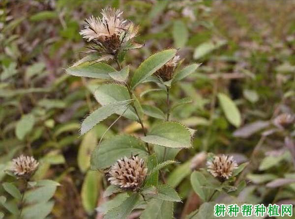 蒼術最新價格走勢,蒼術最新價格走勢分析