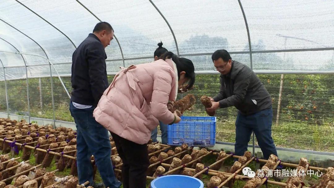 蒲蘆瑤族鄉最新領導,蒲蘆瑤族鄉最新領導團隊引領地方發展