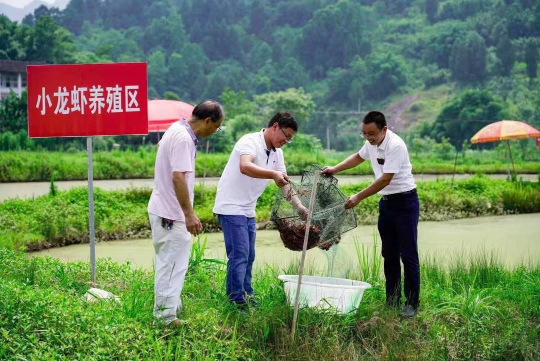 金鼓村最新項目,金鼓村最新項目，鄉(xiāng)村振興的新引擎