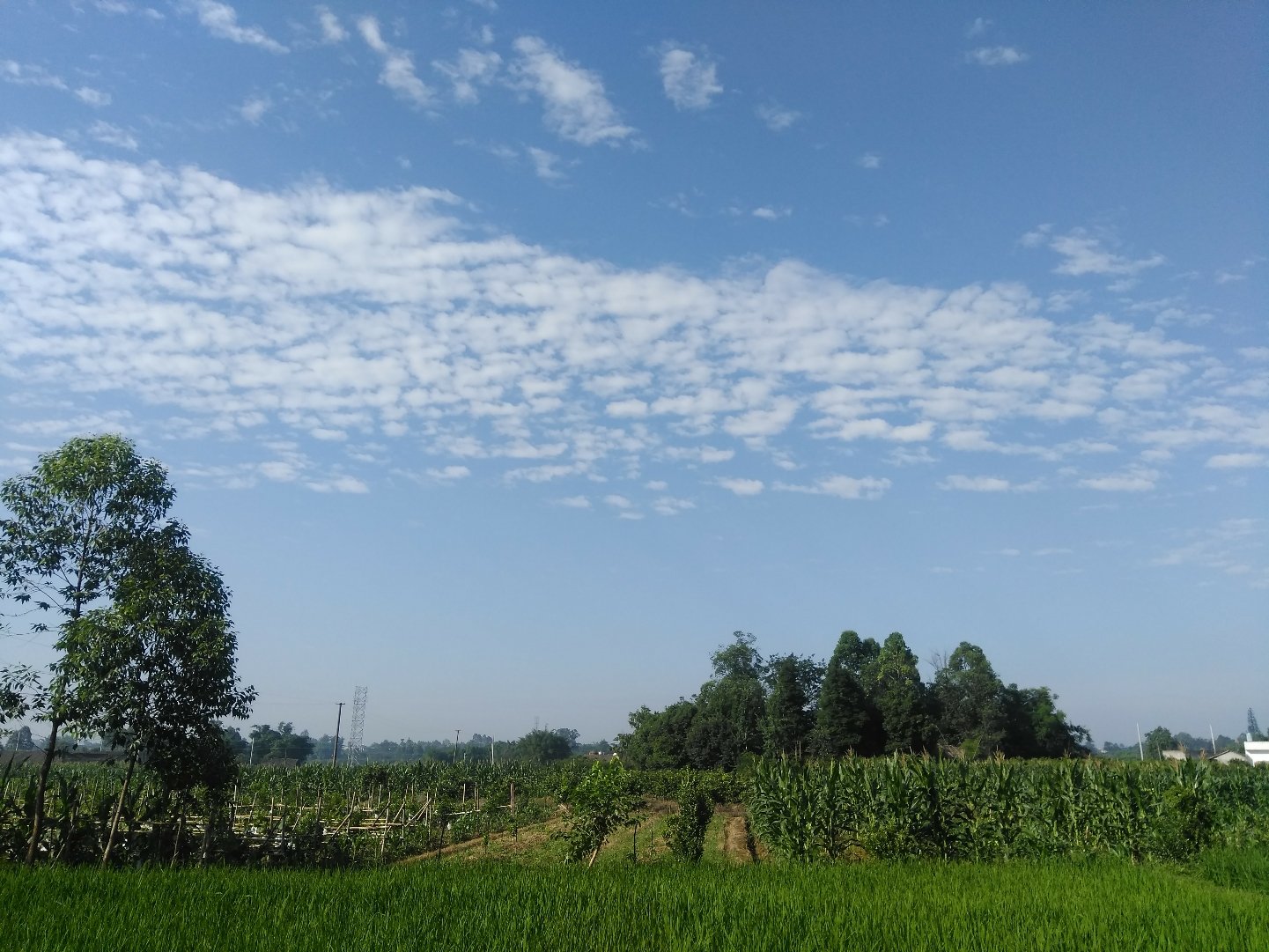 長青鄉最新天氣預報,長青鄉最新天氣預報