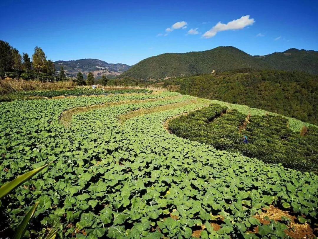 綠春縣市場監督管理局最新發展規劃,綠春縣市場監督管理局最新發展規劃